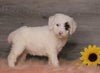 AKC Registered (Standard) For Sale Baltic, OH Female- Zoey