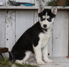 AKC Registered Siberian Husky For Sale Millersburg, OH Female- Trixie