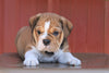 Beabull Puppy For Sale Wooster, OH Female- Susie