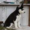 AKC Registered Siberian Husky For Sale Millersburg, OH Female- Trixie