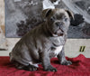 AKC Registered French Bulldog For Sale Millersburg, OH Male- Chester