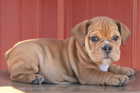 Beabull Puppy For Sale Wooster, OH Male- Russel