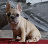 AKC Registered French Bulldog For Sale Millersburg, OH Female- Tootsie