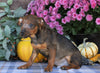 F1B Miniature Pinscher Mix For Sale Fredericksburg, OH Male- Richard