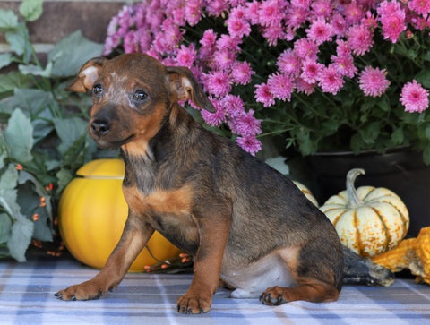F1B Miniature Pinscher Mix For Sale Fredericksburg, OH Male- Richard