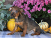 F1B Miniature Pinscher Mix For Sale Fredericksburg, OH Male- Richard