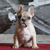 AKC Registered French Bulldog For Sale Millersburg, OH Female- Tootsie