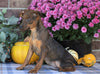 F1B Miniature Pinscher Mix For Sale Fredericksburg, OH Male- Ryan