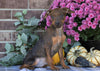F1B Miniature Pinscher Mix For Sale Fredericksburg, OH Male- Ryan