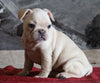AKC Registered French Bulldog For Sale Millersburg, OH Female- Marnita