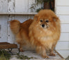 ACA Registered Pomeranian For Sale Millersburg, OH Female- Sally