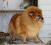 ACA Registered Pomeranian For Sale Millersburg, OH Female- Sally