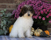 ICA Registered Mini Poodle For Sale Fredericksburg, OH Female- Elaine