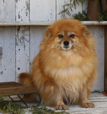 ACA Registered Pomeranian For Sale Millersburg, OH Female- Sally