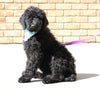 F1B Goldendoodle (Standard) For Sale Sugarcreek, OH Male- Sunshine