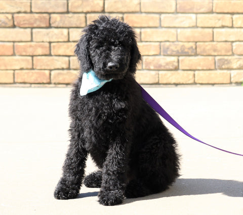 F1B Goldendoodle (Standard) For Sale Sugarcreek, OH Male- Sunshine