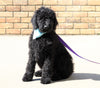 F1B Goldendoodle (Standard) For Sale Sugarcreek, OH Male- Sunshine