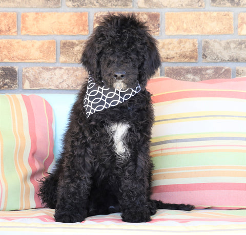 F1B Goldendoodle (Standard) For Sale Sugarcreek, OH Male- Snickers