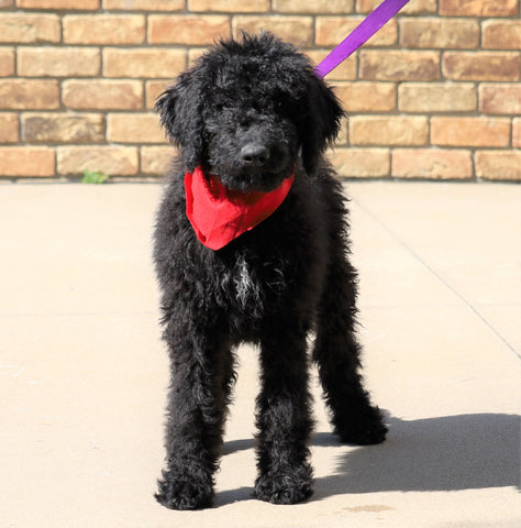 F1B Goldendoodle (Standard) For Sale Sugarcreek, OH Male- Bounce