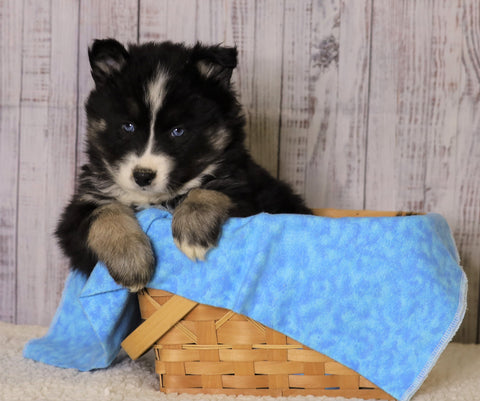 Pomsky For Sale Fredericksburg, OH Female- Chloe
