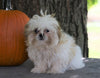 AKC Registered Shih Tzu For Sale Millersburg, OH Male- Pumpkin