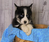 Pomsky For Sale Fredericksburg, OH Female- Sadie