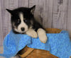Pomsky For Sale Fredericksburg, OH Female- Sadie