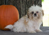 AKC Registered Shih Tzu For Sale Millersburg, OH Male- Pumpkin