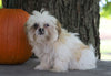 AKC Registered Shih Tzu For Sale Millersburg, OH Male- Pumpkin