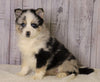 Pomsky For Sale Fredericksburg, OH Male- Jackson
