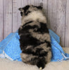 Pomsky For Sale Fredericksburg, OH Male- Jackson