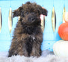 Mini Aussiedoodle For Sale Fredericksburg, OH Male- Ranger