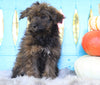 Mini Aussiedoodle For Sale Fredericksburg, OH Male- Ranger