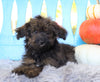 Mini Aussiedoodle For Sale Fredericksburg, OH Male- Ranger