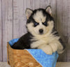 Pomsky For Sale Fredericksburg, OH Female- Ren