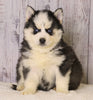 Pomsky For Sale Fredericksburg, OH Female- Ren