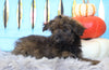 Mini Aussiedoodle For Sale Fredericksburg, OH Male- Ranger
