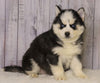 Pomsky For Sale Fredericksburg, OH Female- Ren