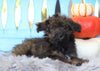 Mini Aussiedoodle For Sale Fredericksburg, OH Male- Ranger