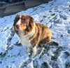 Australian Shepherd For Sale Shreve OH Male-Strawberry Shortcake