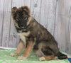 Norwegian Elkhound Hybrid For Sale Danville, OH Male- Tracker