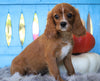 AKC Registered Cavalier King Charles Spaniel For Sale Fredericksburg, OH Male- Carney
