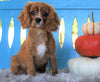 AKC Registered Cavalier King Charles Spaniel For Sale Fredericksburg, OH Male- Carney