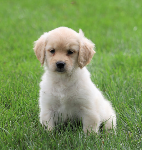 AKC Registered Golden Retriever For Sale Fredericksburg, OH Female- Abby