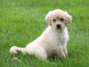 AKC Registered Golden Retriever For Sale Fredericksburg, OH Female- Abby