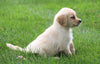 AKC Registered Golden Retriever For Sale Fredericksburg, OH Female- Abby