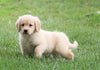 AKC Registered Golden Retriever For Sale Fredericksburg, OH Male- Alex