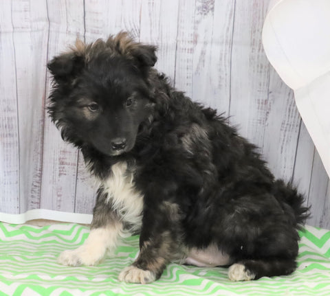 Norwegian Elkhound Hybrid For Sale Danville, OH Male- Scout