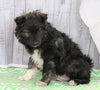 Norwegian Elkhound Hybrid For Sale Danville, OH Male- Scout
