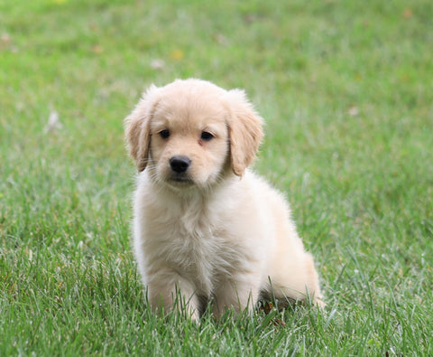 AKC Registered Golden Retriever For Sale Fredericksburg, OH Male- Alex
